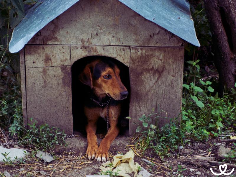 Jak-chovat-psa-venku (8)
